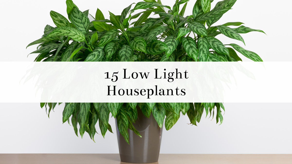 14 Low Light Plants