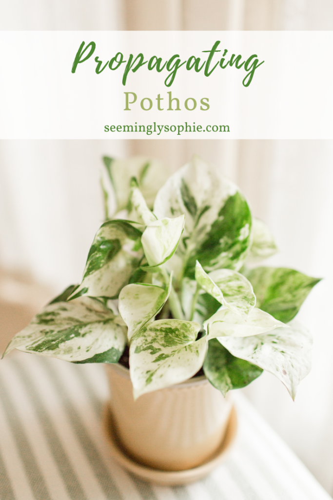 Pothos are some of the easiest plants to care for. In this post, I'm going to show you how to propagate pothos and grow these plants from cuttings. Propagation of pothos is super easy. Read on to find out how! #pothos #propagation #goldenpothos #cuttings #easy #houseplants #plants #devilsivy #grow 