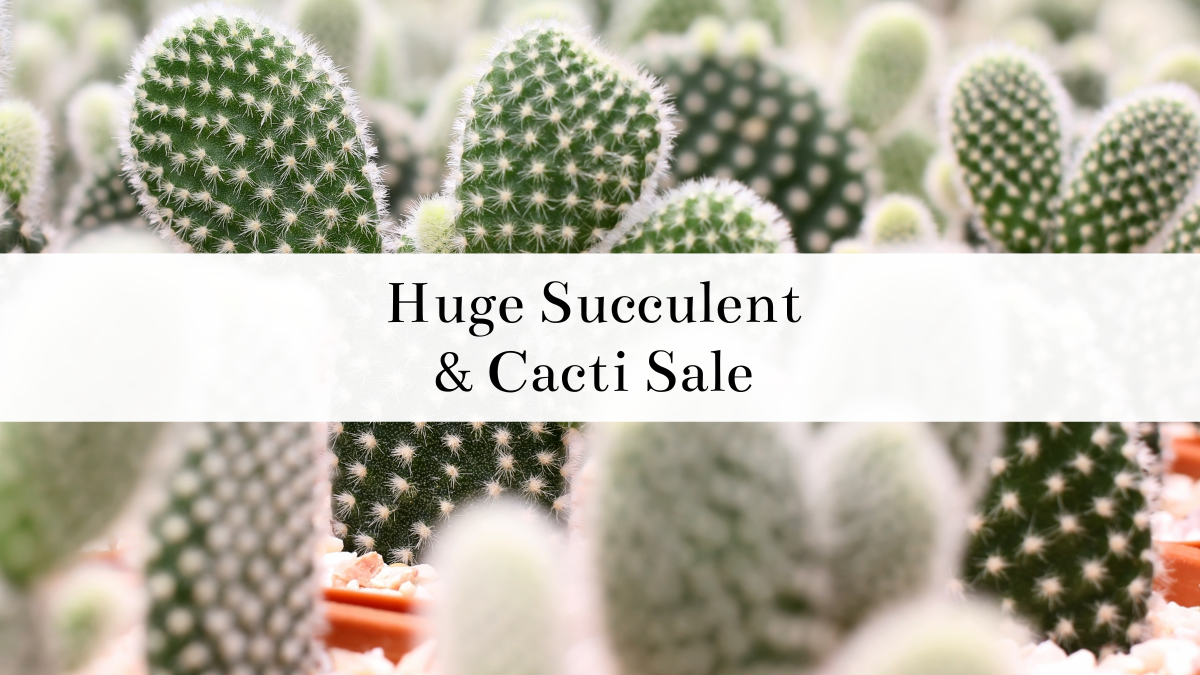 50% Off End of Summer Plant Sale