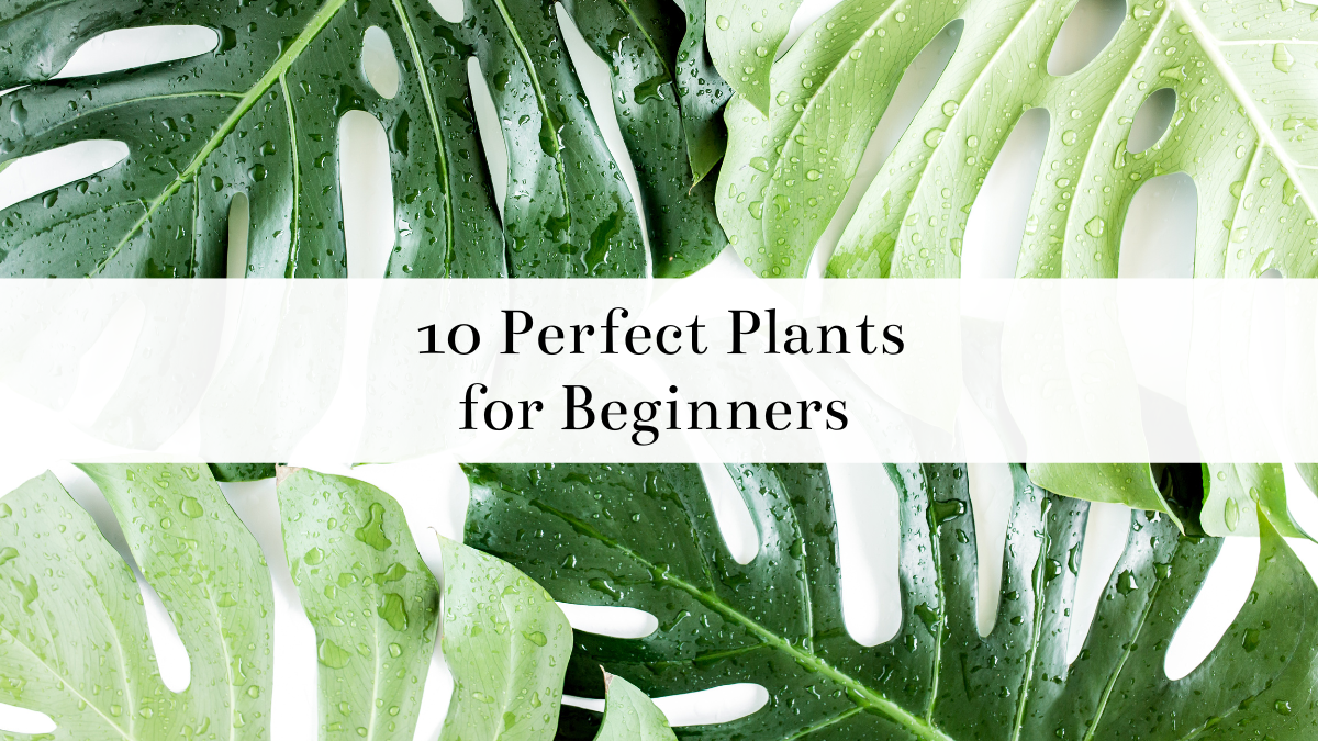 10 Perfect Plants for Beginners
