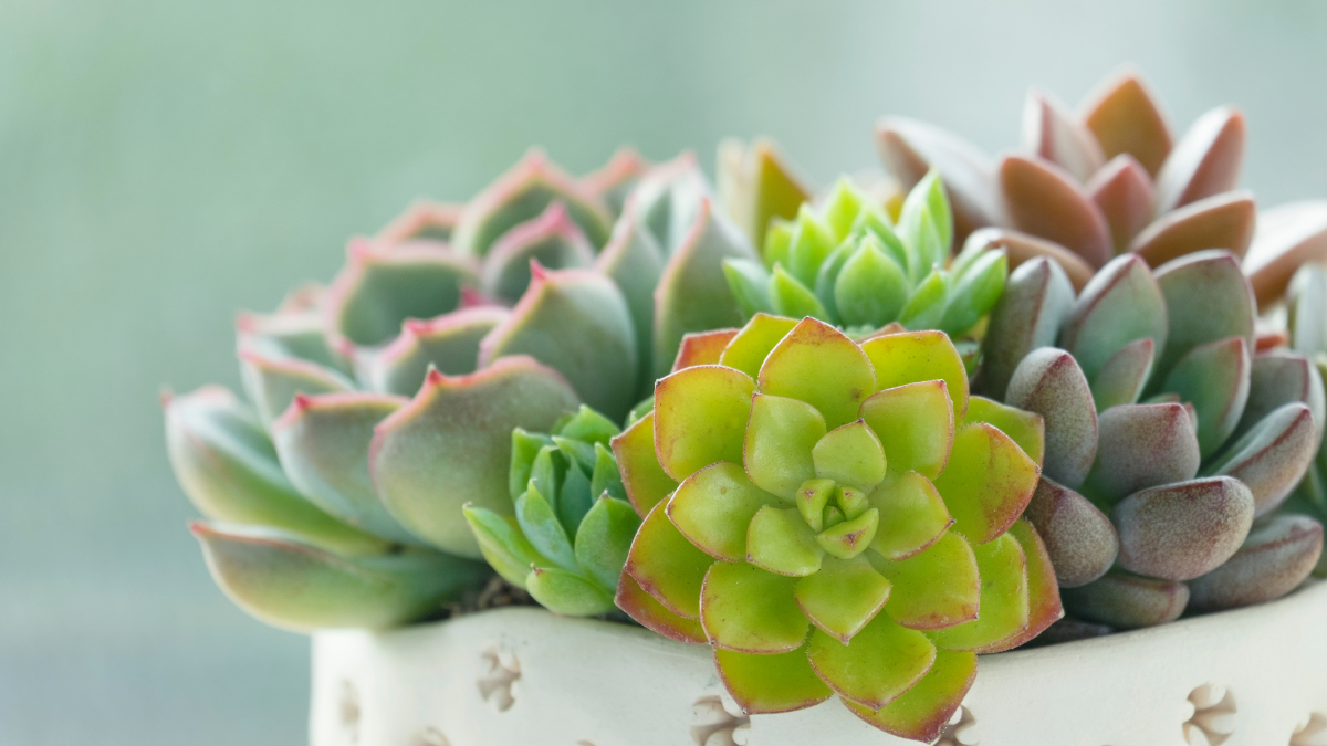 Plant Lover Gift Guide